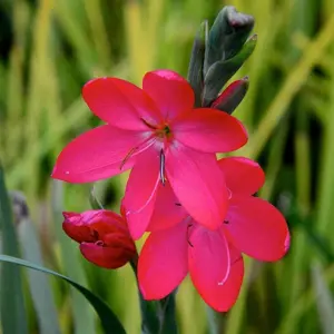 Hesperantha coccinea 'Oregon Sunset' 3L