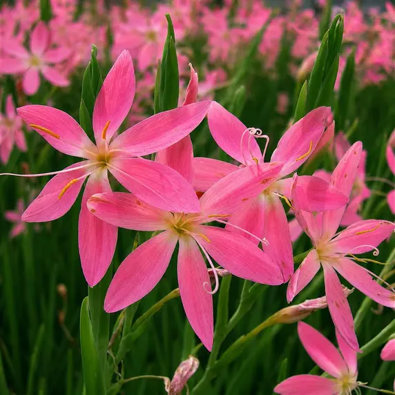 Picture Credit - Kernock Park Plants Ltd.