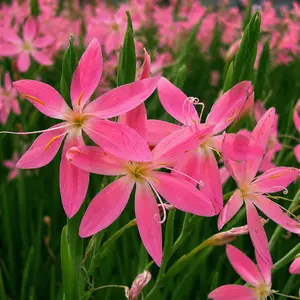 Picture Credit - Kernock Park Plants Ltd.