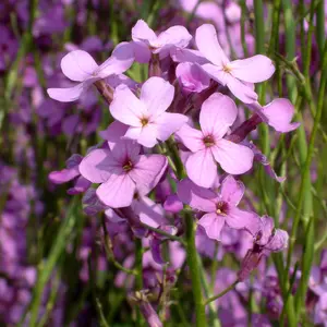 Hesperis matronalis
