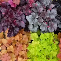 Heuchera