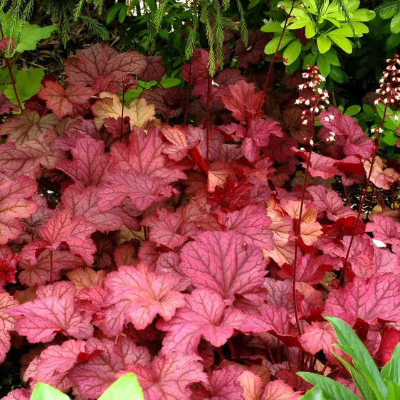 Picture Credit - TERRA NOVA® Nurseries, Inc. www.terranovanurseries.com