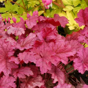 Picture Credit - TERRA NOVA® Nurseries, Inc. www.terranovanurseries.com