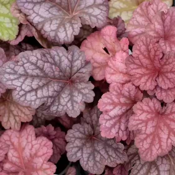 Picture Credit - TERRA NOVA® Nurseries, Inc. www.terranovanurseries.com