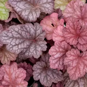 Picture Credit - TERRA NOVA® Nurseries, Inc. www.terranovanurseries.com
