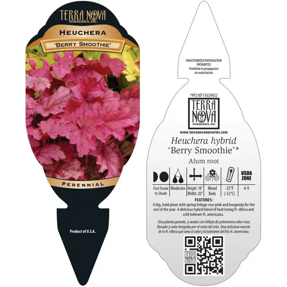 Picture Credit - TERRA NOVA® Nurseries, Inc. www.terranovanurseries.com