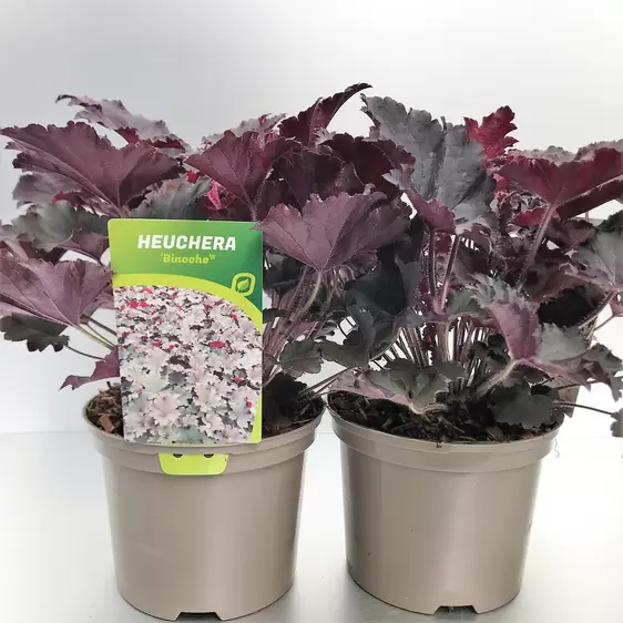 Heuchera 'Binoche'