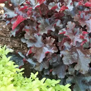 Heuchera 'Black Beauty' 1L - image 1