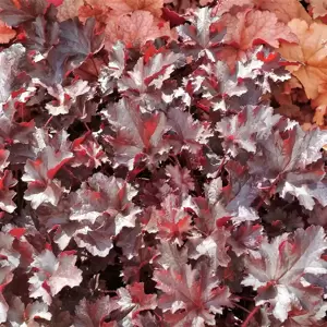 Heuchera 'Black Beauty' 1L - image 2