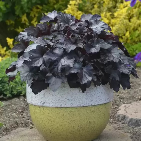 Heuchera 'Black Pearl'℗ - Photo courtesy of Walters Gardens, Inc