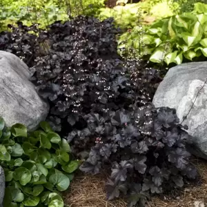 Heuchera 'Black Pearl'℗ - Photo courtesy of Walters Gardens, Inc