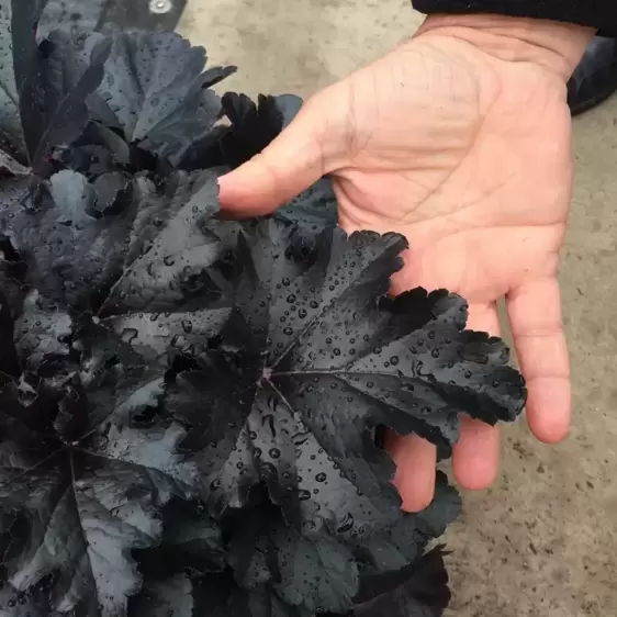 Heuchera 'Black Pearl'℗ - Photo courtesy of Walters Gardens, Inc