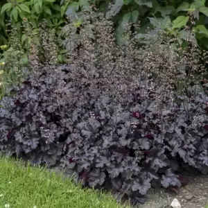 Heuchera 'Black Pearl'℗ - Photo courtesy of Walters Gardens, Inc