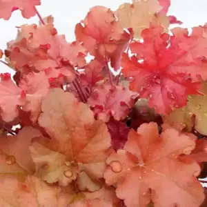 Heuchera 'Boysenberry' 2L