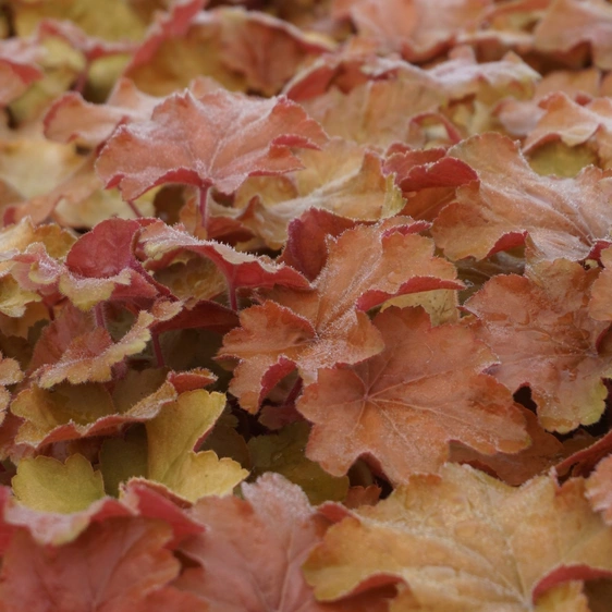 Heuchera 'Caramel' 2L - image 2