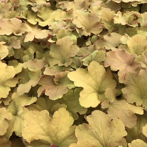 Heuchera 'Caramel' 2L - image 3