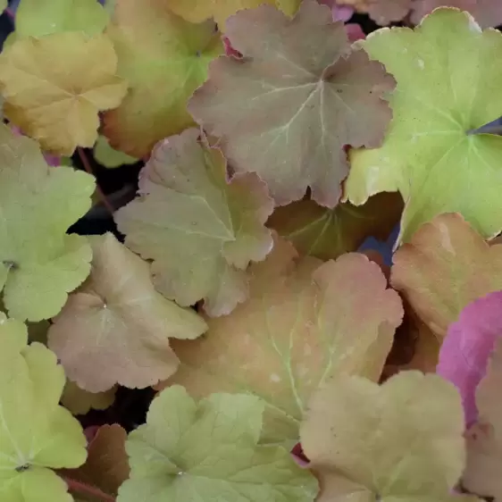 Heuchera 'Caramel' 2L - image 1