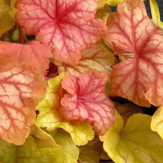 Heuchera 'Champagne'℗ - Photo(s) courtesy of TERRA NOVA® Nurseries, Inc.