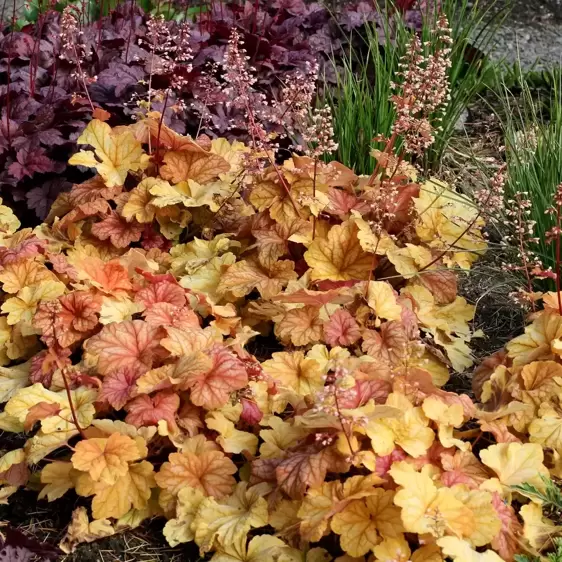 Heuchera 'Champagne'℗ - Photo(s) courtesy of TERRA NOVA® Nurseries, Inc.