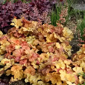 Heuchera 'Champagne'℗ - Photo(s) courtesy of TERRA NOVA® Nurseries, Inc.