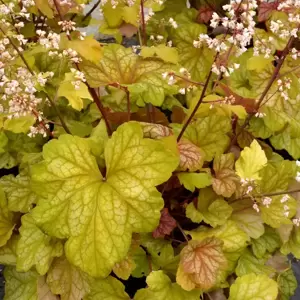 Heuchera 'Champagne'℗ - Photo(s) courtesy of TERRA NOVA® Nurseries, Inc.