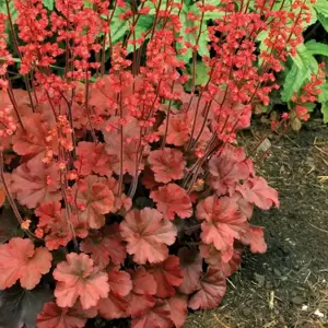 Heuchera 'Cherry Cola'℗ - Photo(s) courtesy of TERRA NOVA® Nurseries, Inc.