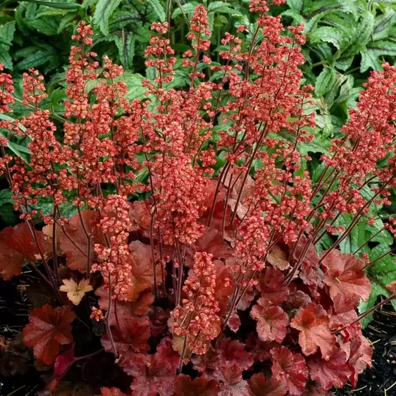 Heuchera 'Cherry Cola'℗ - Photo(s) courtesy of TERRA NOVA® Nurseries, Inc.