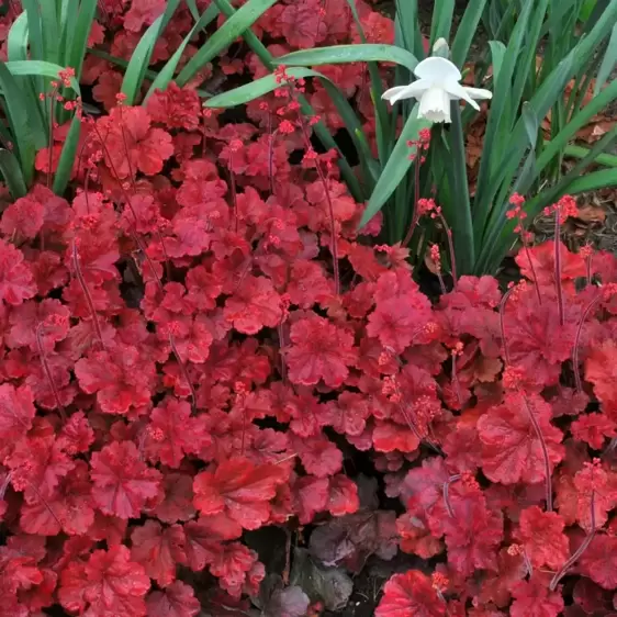 Heuchera 'Cherry Cola'℗ - Photo(s) courtesy of TERRA NOVA® Nurseries, Inc.