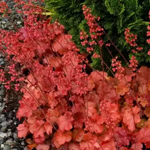 Heuchera 'Cherry Cola'℗ - Photo(s) courtesy of TERRA NOVA® Nurseries, Inc.