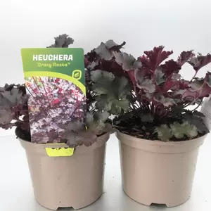 Heuchera 'Crazy Rasta'