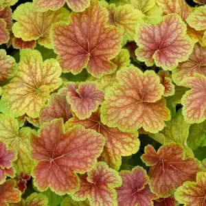 Heuchera 'Delta Dawn' 10.5cm - image 1