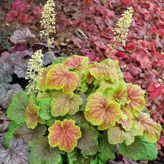 Heuchera 'Delta Dawn' 10.5cm - image 2
