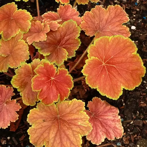 Heuchera 'Delta Dawn' 10.5cm - image 3