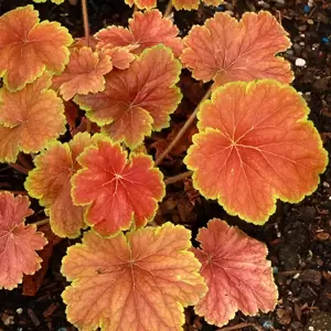 Heuchera 'Delta Dawn' 10.5cm - image 3