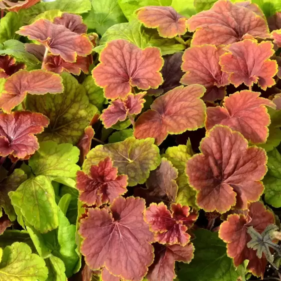 Heuchera 'Delta Dawn' 10.5cm - image 4