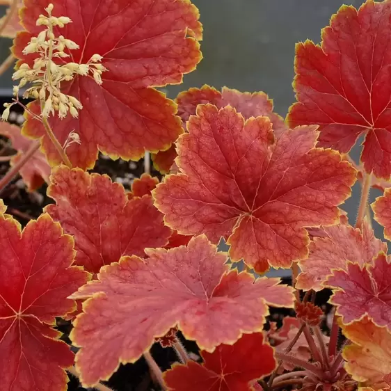 Heuchera 'Delta Dawn' 10.5cm - image 5