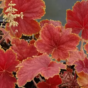 Heuchera 'Delta Dawn' 10.5cm - image 5