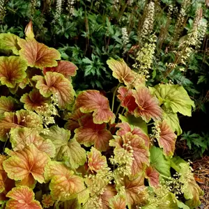 Heuchera 'Delta Dawn' 10.5cm - image 6