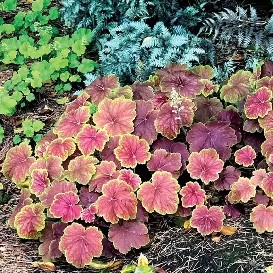 Heuchera 'Delta Dawn' 10.5cm - image 7