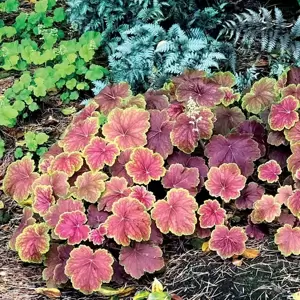 Heuchera 'Delta Dawn' 10.5cm - image 7