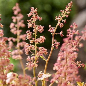 Image Credit: Plantipp BV®