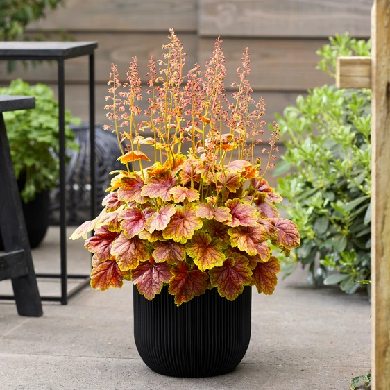 Image Credit: Plantipp BV®