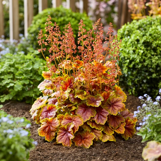 Image Credit: Plantipp BV®