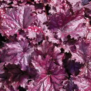 Heuchera 'Forever® Purple' - Photo(s) courtesy of TERRA NOVA® Nurseries, Inc.