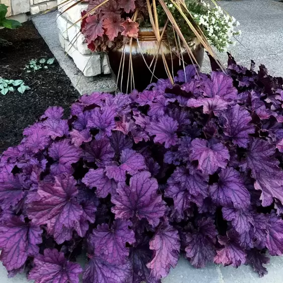 Heuchera 'Forever® Purple' - Photo(s) courtesy of TERRA NOVA® Nurseries, Inc.