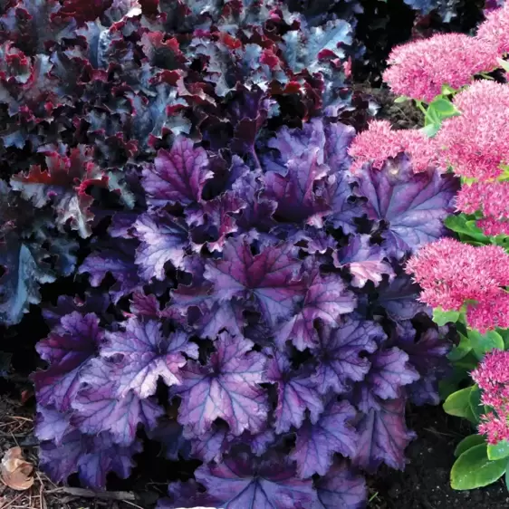 Heuchera 'Forever® Purple' - Photo(s) courtesy of TERRA NOVA® Nurseries, Inc.