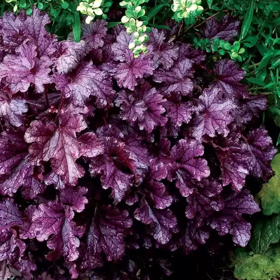 Heuchera 'Forever® Purple' - Photo(s) courtesy of TERRA NOVA® Nurseries, Inc.