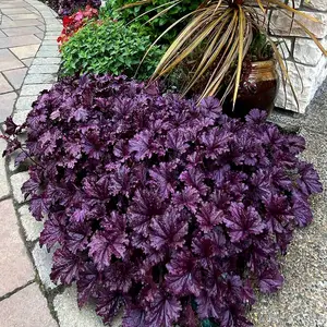 Heuchera 'Forever® Purple' - Photo(s) courtesy of TERRA NOVA® Nurseries, Inc.