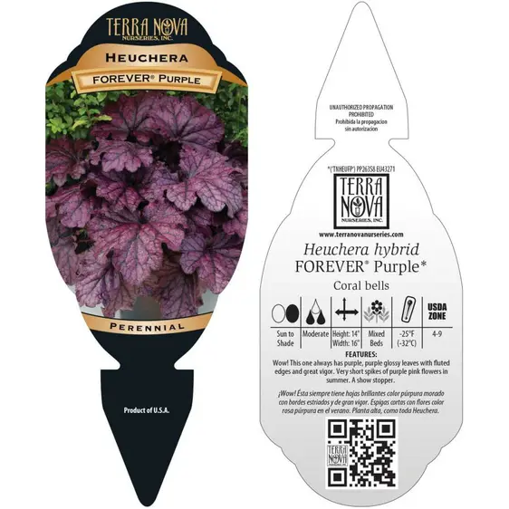 Heuchera 'Forever® Purple' - Photo(s) courtesy of TERRA NOVA® Nurseries, Inc.