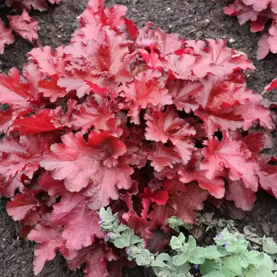 Heuchera 'Forever® Red' - Photo(s) courtesy of TERRA NOVA® Nurseries, Inc.